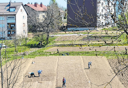 Sve je više obrađenih površina, čak i u gradu