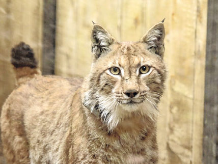 Projekt Life Lynx: Goru otac novog legla risovice Teje