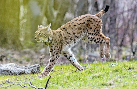 Life Lynx: U dvjema sezonama identificirano čak stotinjak risova