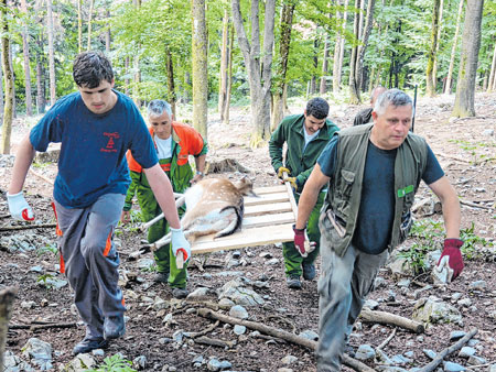 Dvije mlade srne preseljene na Milanov vrh