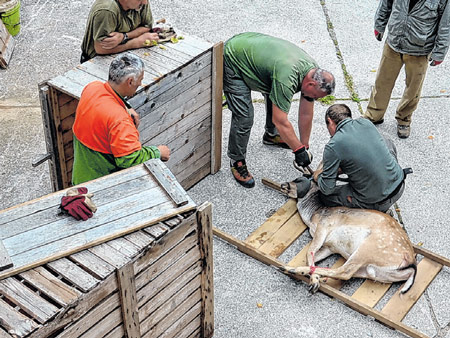 Jeleni i košute iz Delnica preseljeni su u Čabar i Buzet