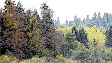 Ivana Pečnik Kastner: Hrvatska posadi 9 milijuna stabala