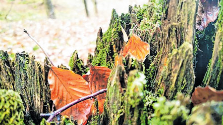 Rođendan Gorskog kotara: Literarni i fotonatječaj s povodom
