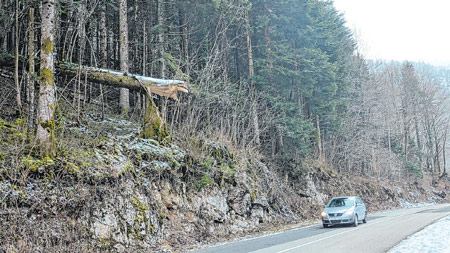 Brod na Kupi: Srušeno stablo prijeti