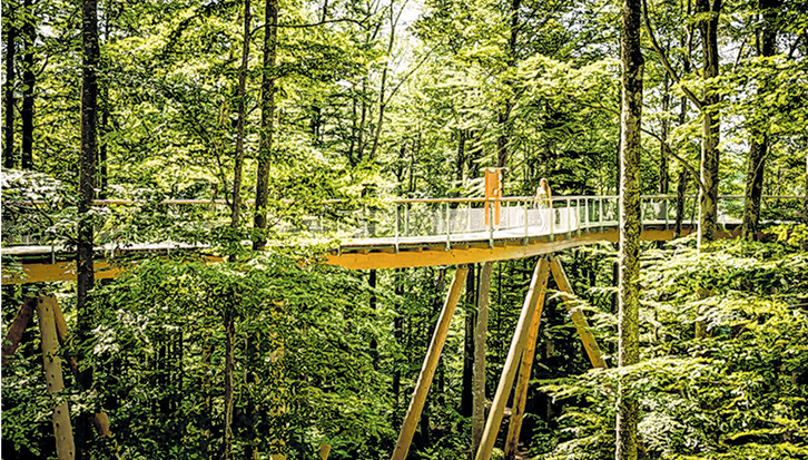 Čeh želi u Gorskom kotaru graditi šetnice među krošnjama