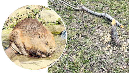 Gladni dabar “sredio” školsku voćku
