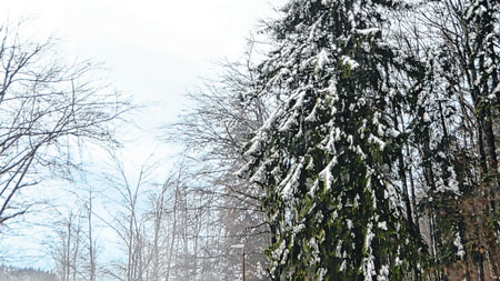 Oprez u prometu – grane bi mogle pucati