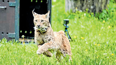 Life Lynx nominiran za nagradu LIFE 2025.