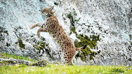 Projektu LIFE Lynx čak dvije značajne nagrade LIFE 2025