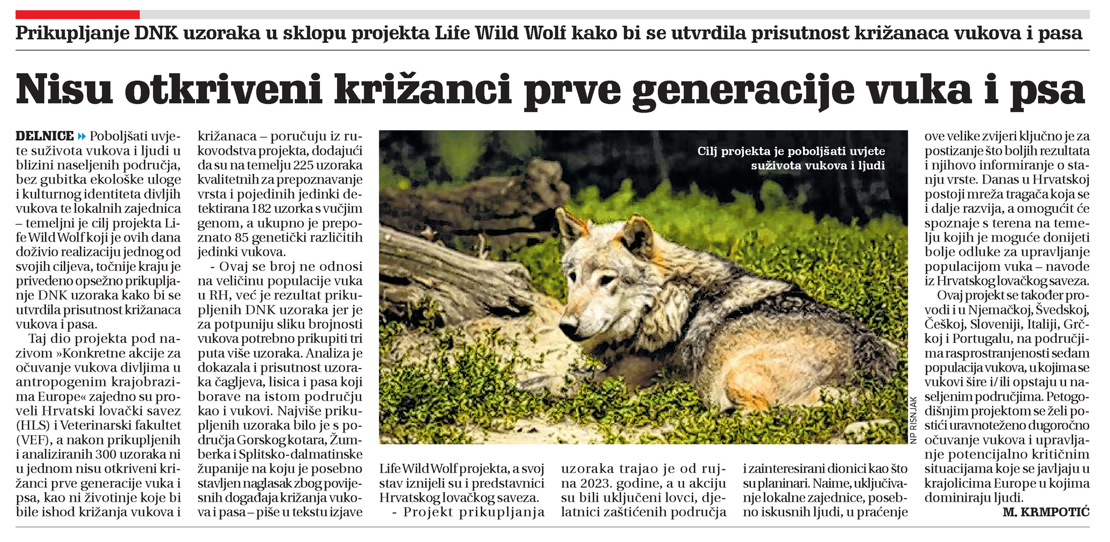 Prikupljanje DNK uzoraka u sklopu projekta Life Wild Wolf kako bi se utvrdila prisutnost križanaca vukova i pasa, članak, novi list