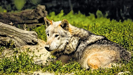 Prikupljanje DNK uzoraka u sklopu projekta Life Wild Wolf kako bi se utvrdila prisutnost križanaca vukova i pasa